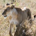 TZA SHI SerengetiNP 2016DEC25 LakeMagadi 009 : 2016, 2016 - African Adventures, Africa, Date, December, Eastern, Month, Northern Lake Magadi, Places, Serengeti National Park, Shinyanga, Tanzania, Trips, Year
